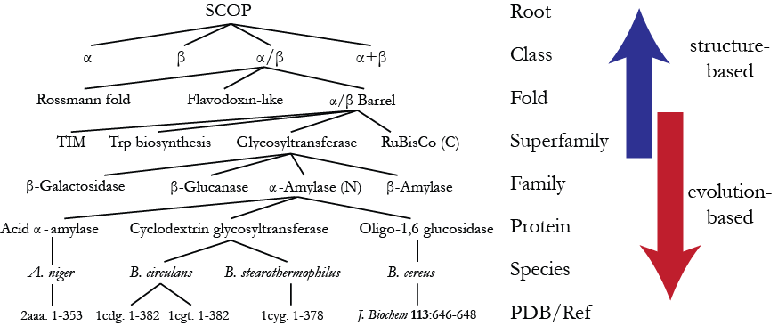 Tree-based SCOP hierarchy